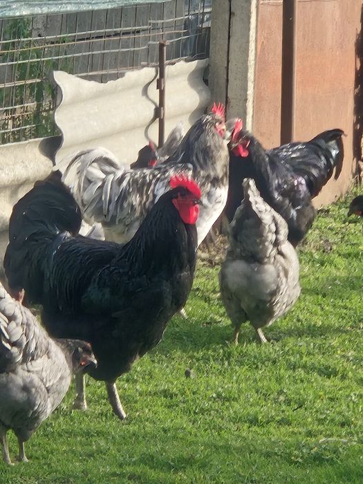 Cocosi Jersey Gigant