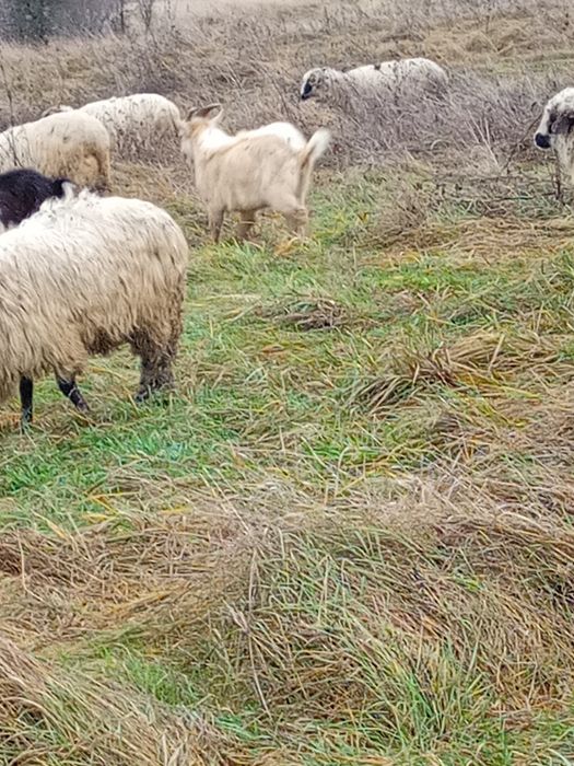 Vând  sau schimb  3  țapi