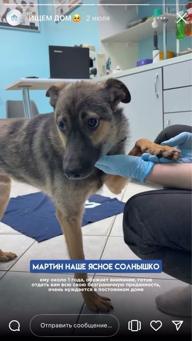 Молодой ласковый пес