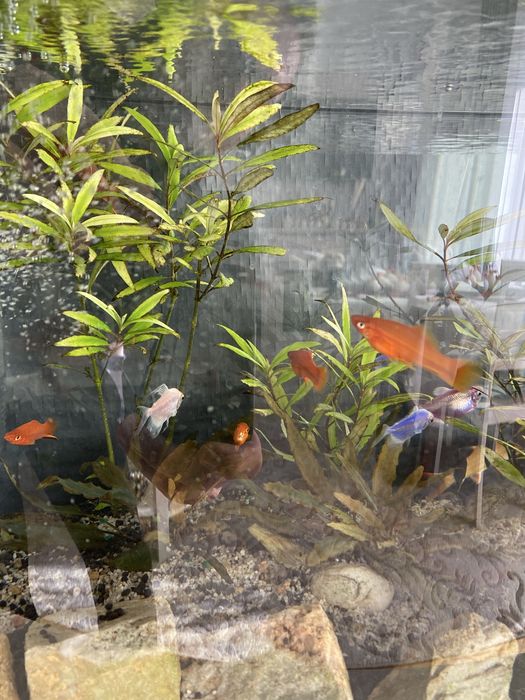 Schimb cu plante pentru acvariu