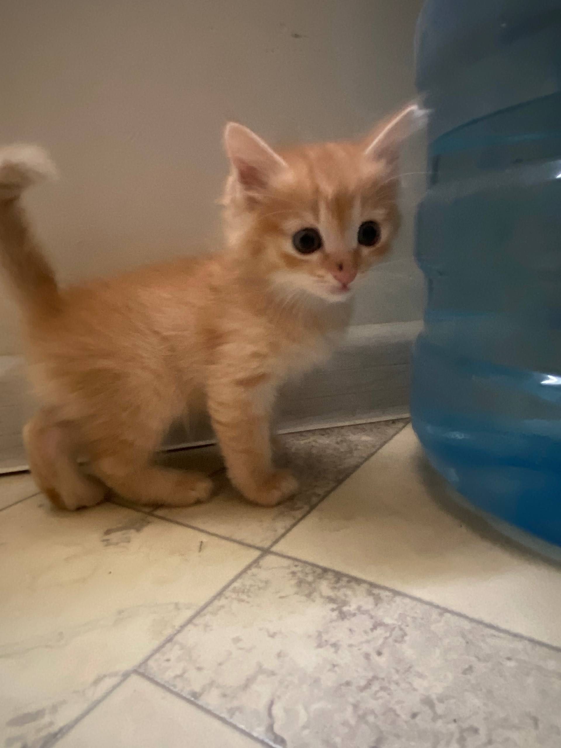 Ищут дом 5 чудесных котят