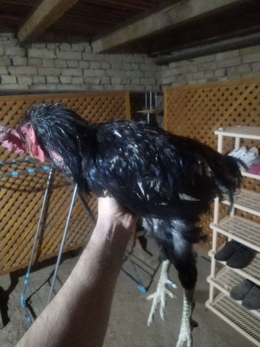 Xoroz 1 yarim yosh, хуроз