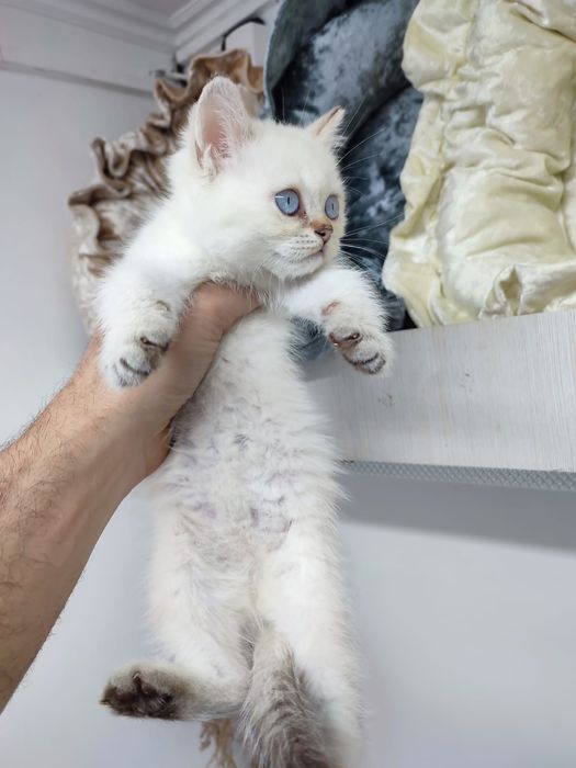 котята шиншиллы британские 1.5-2  мес