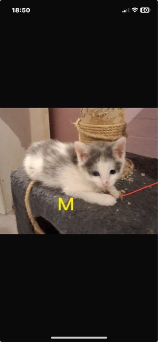 Котята бесплатно