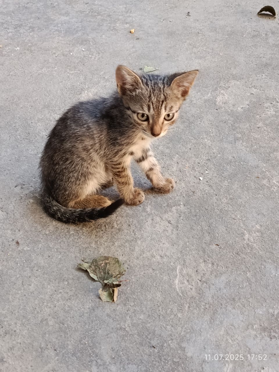Отдам   даром двух  котят
