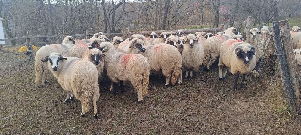 De vânzare oi și câini