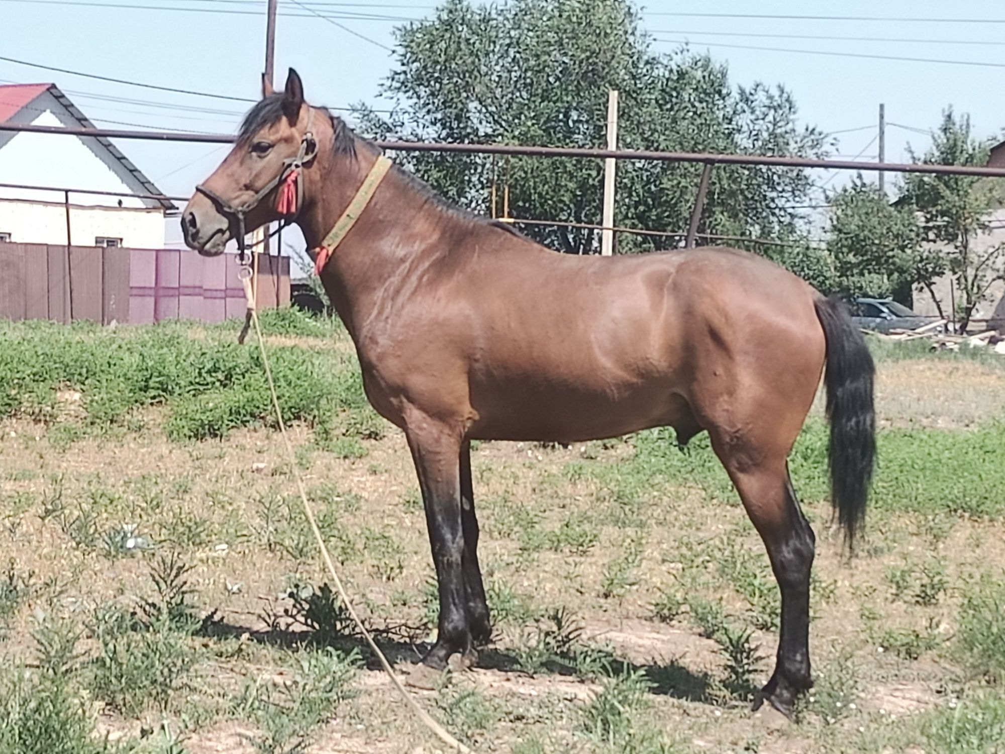 Продам жеребца срочно