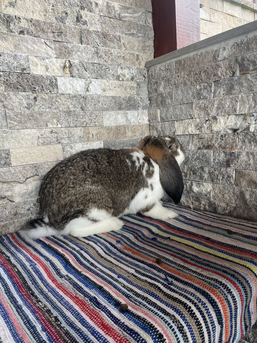 Vand o femela de berbec germna