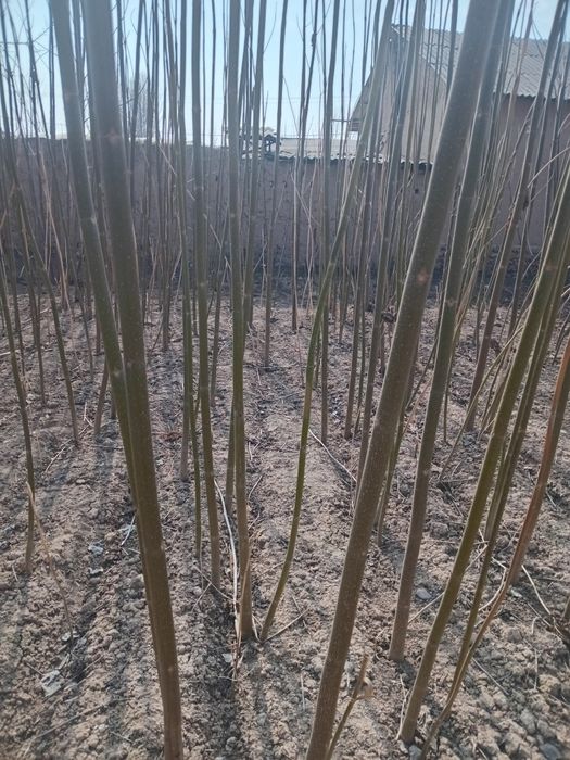 Pavloniya kochatlari sotiladi ishonchli 15 ming somdan eng yaxshi navi