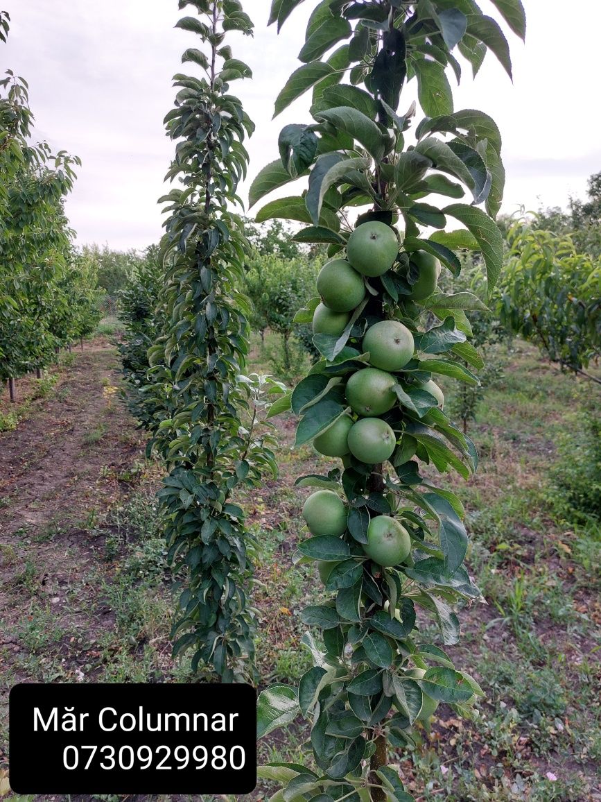 Pomi fructiferi Columnari Direct de la producător anul 3 de vegetație.