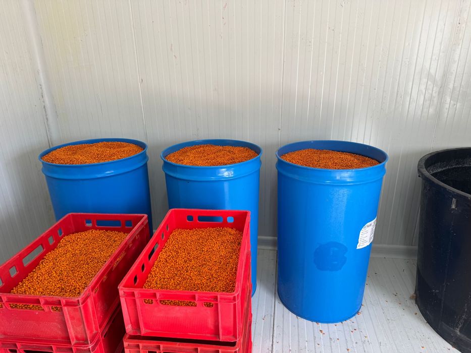 Catina congelata-Cultura bio