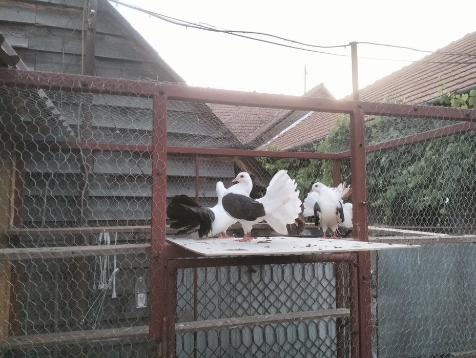 Porumbei de vânzare