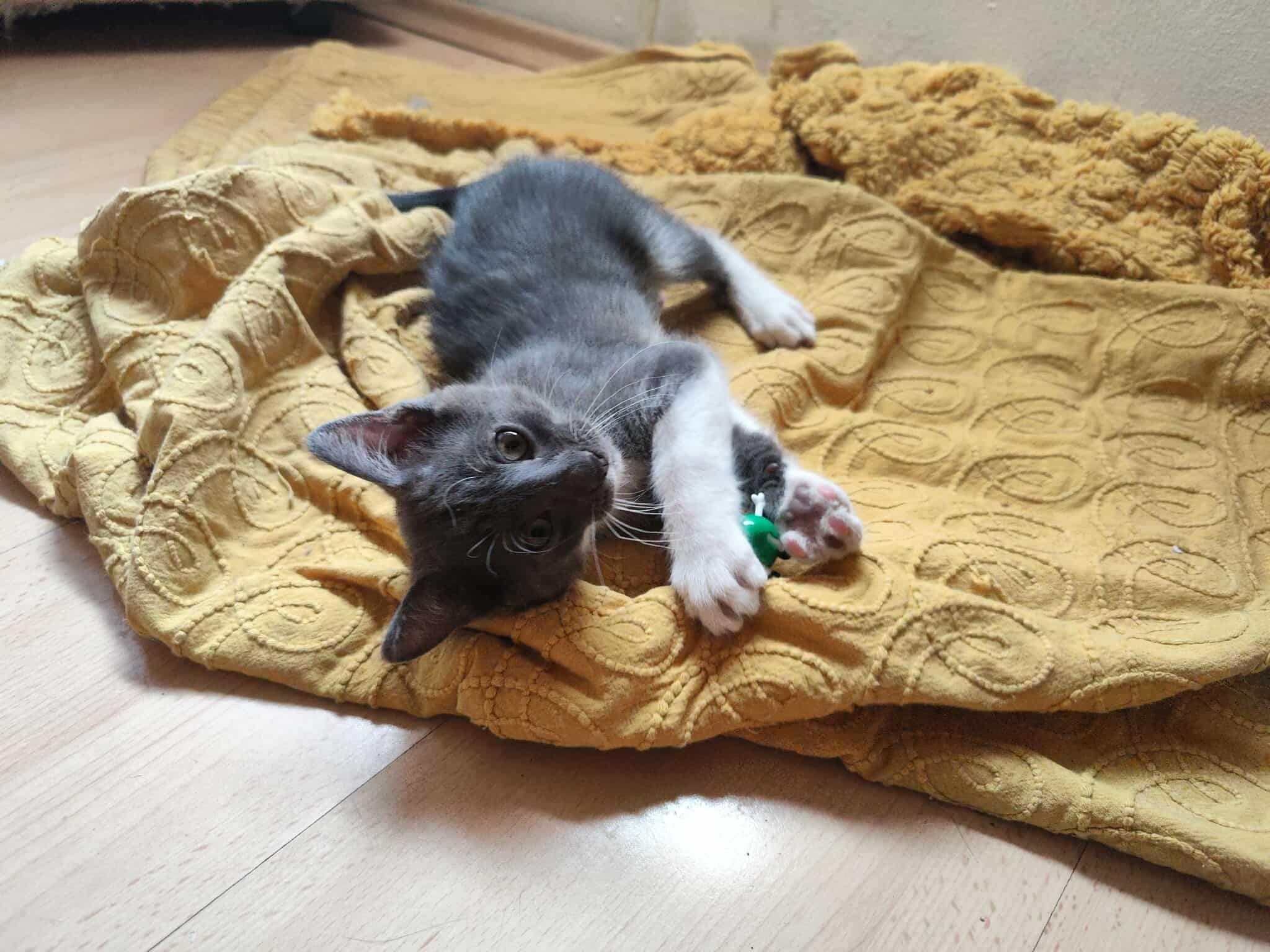 Две мъжки котета си търсят обичащ и грижовен стопанин! :)