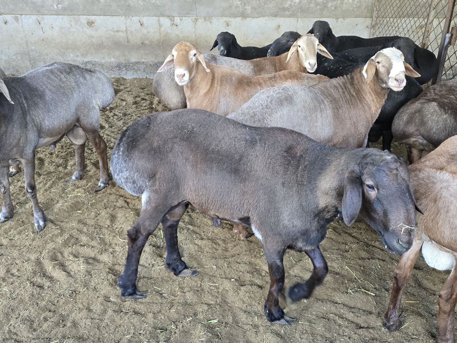 Arashan zotli qo’ylar Sotiladi kg. 80.000. Dan
