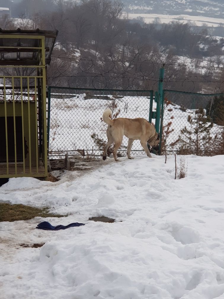 Продам Кангала или поменяю на скот.