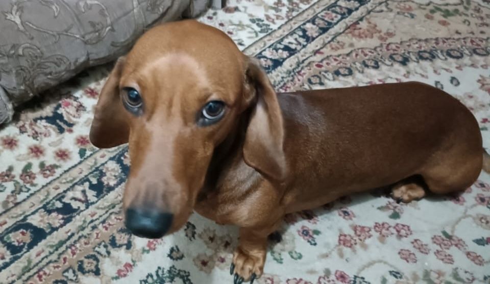 Ищем девочку для вязки