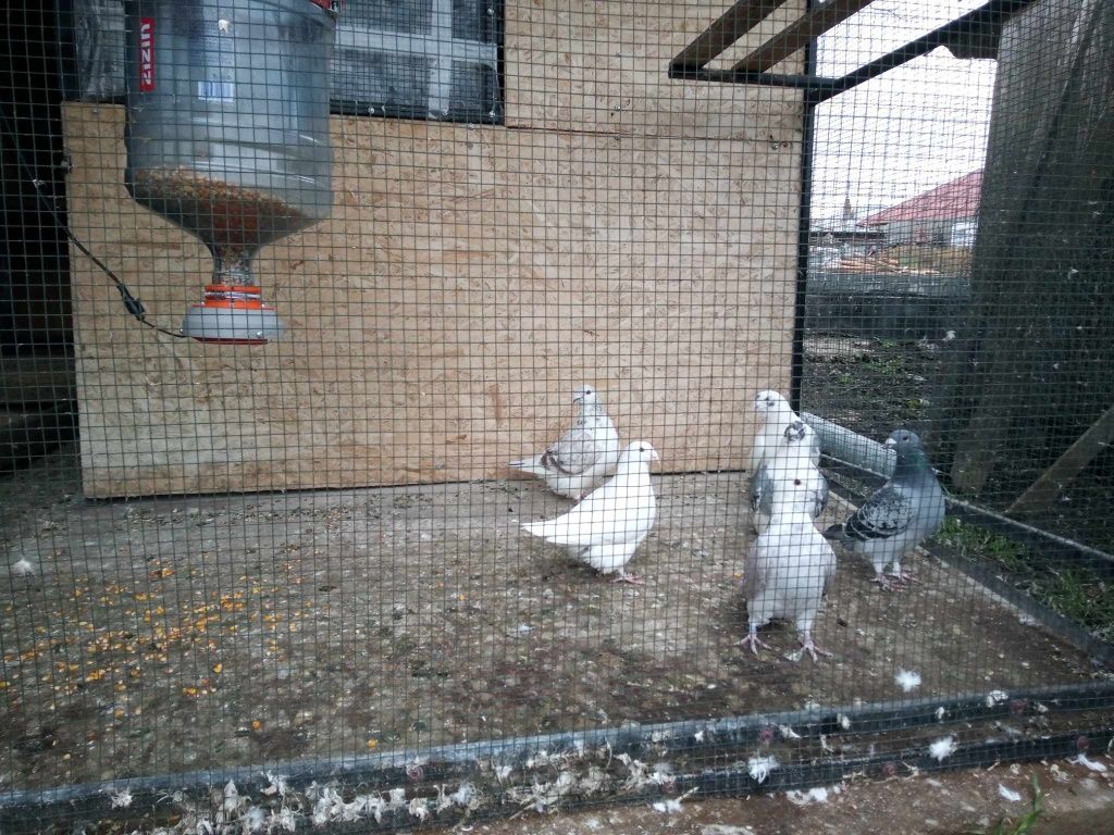 Pentru Porumbei, Hranitor automat pentru porumbei(H-2) pt bidon de 19