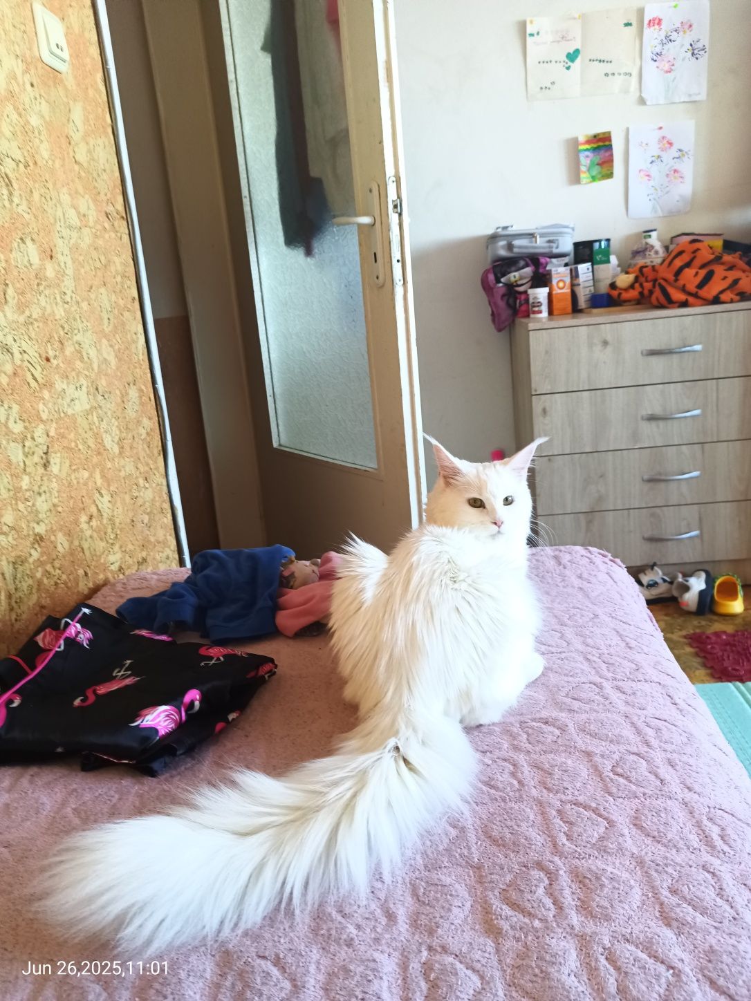 Мейн Куун котета