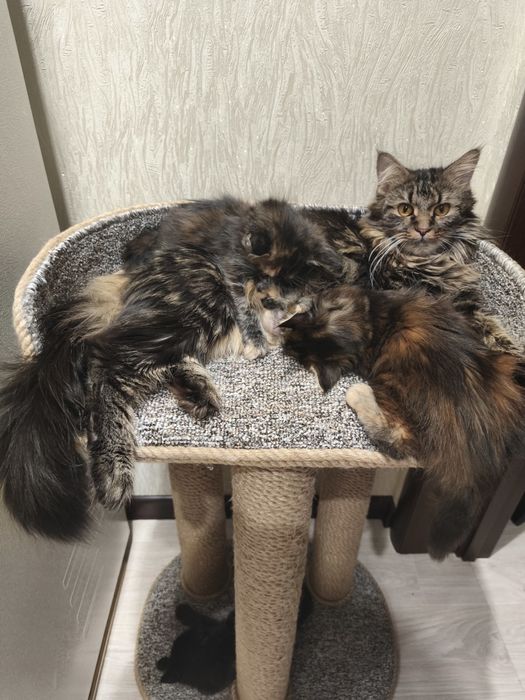 Котята Мейн-кун метисы!