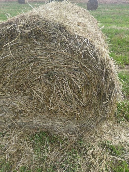 Baloți de lucernă 110