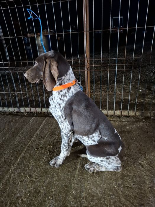 Vând femela brac german