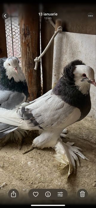 Vand uriasi maghiari