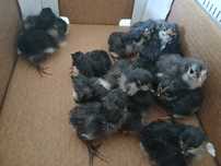 Vand pui de gaina, Australorp