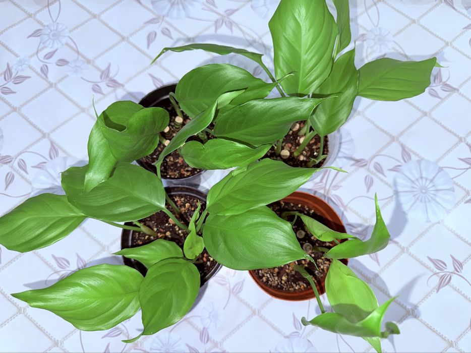 Аглаонема, комнатные растения, комнатные цветы