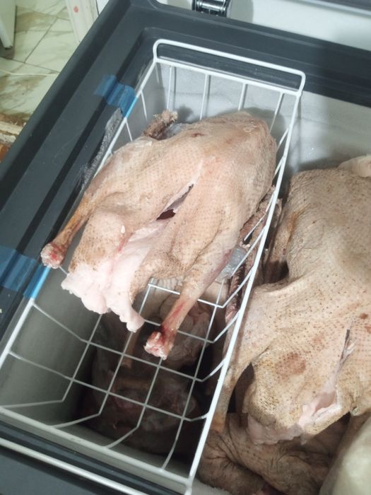 Гуси домашние 3000кг