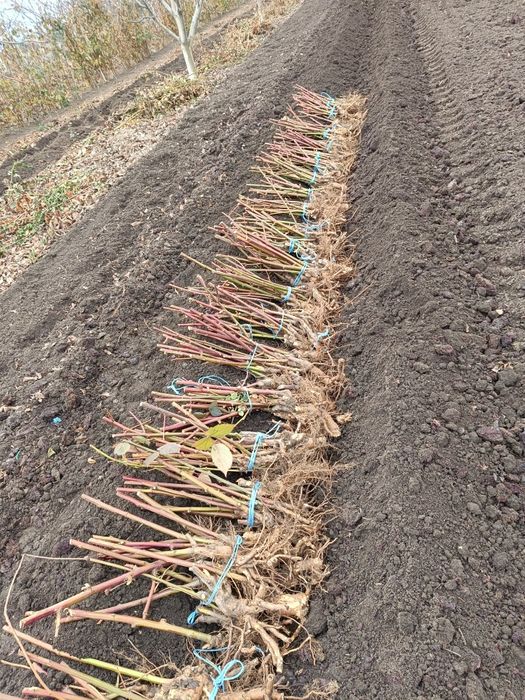 Mur fata spini Thonfree