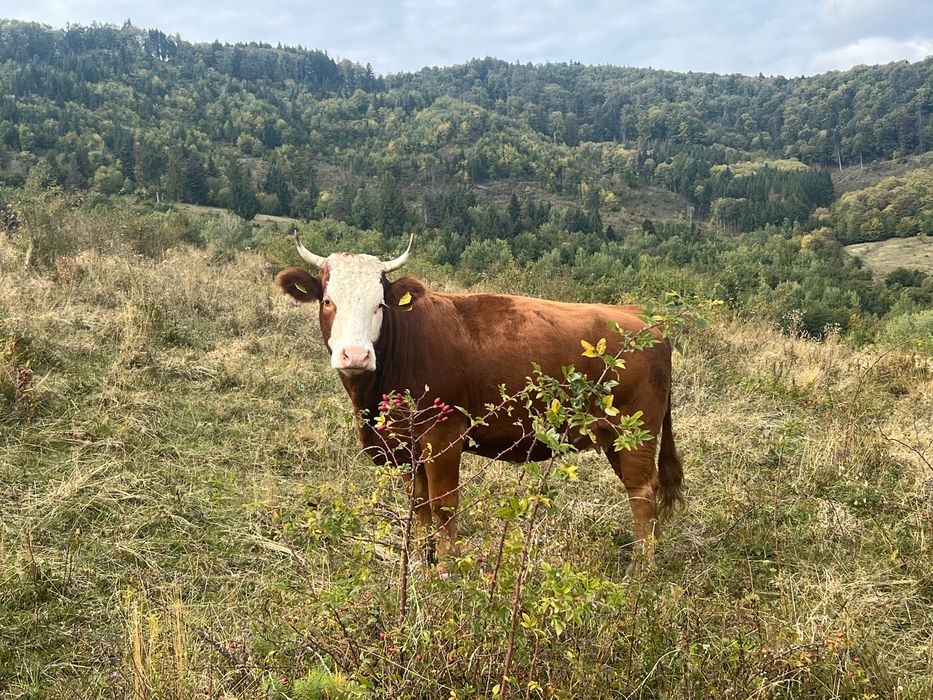 Vaci bălțate de vânzare !