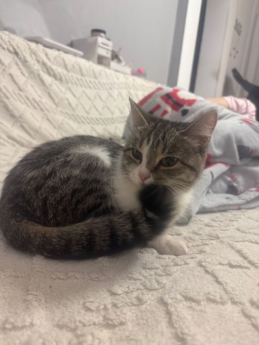 Отдадим котенка в добрые руки