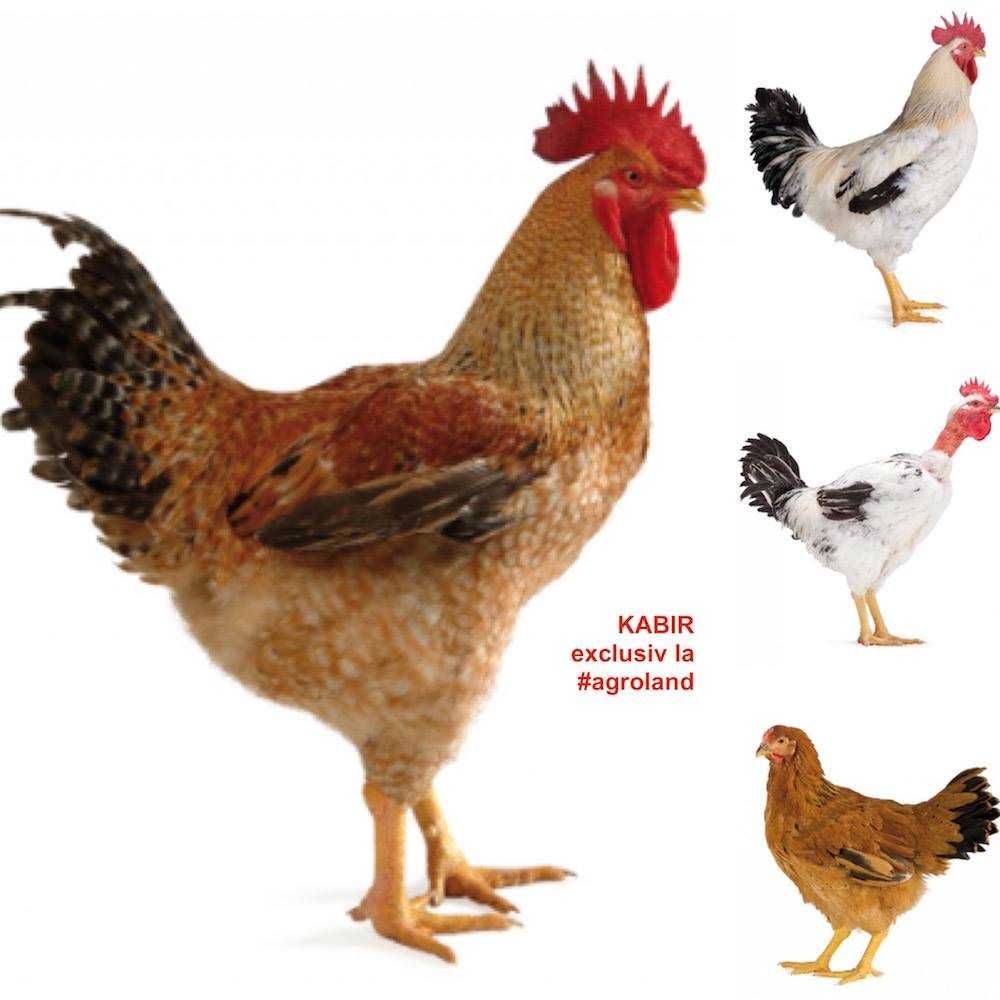 Cocosei si puicute Kabir (20 bucati)