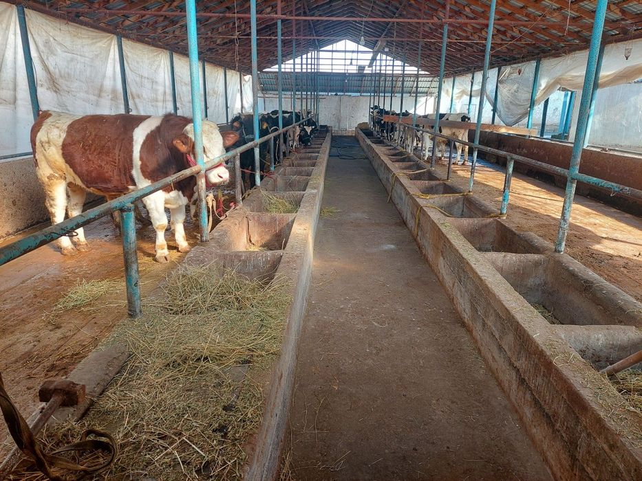 Ферма сотилади. Паркент тумани.