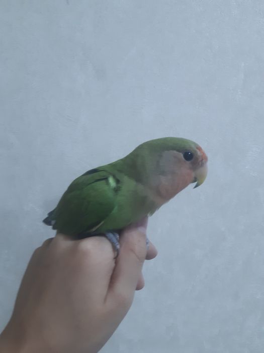 Totilar ruchnoy ideal