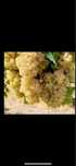 Vand struguri de vin
