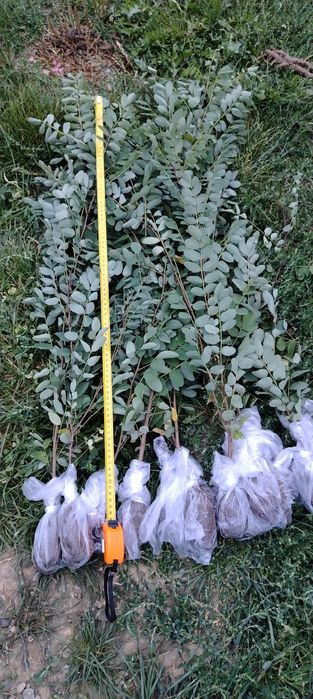 puieți forestieri pentru ampadurire
Preț salcam  1 leu buc  1.2 m
Preț