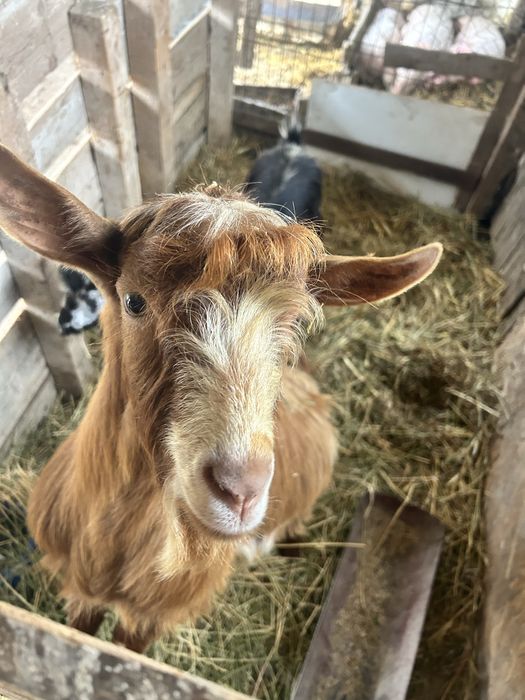 Capra si tap de vanzare