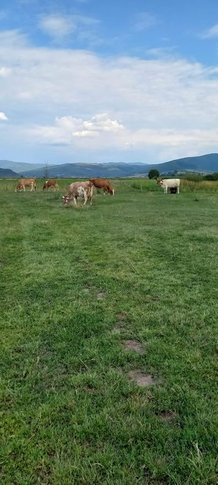 Vând vaci la prima și a doua fătare Baltata Românească