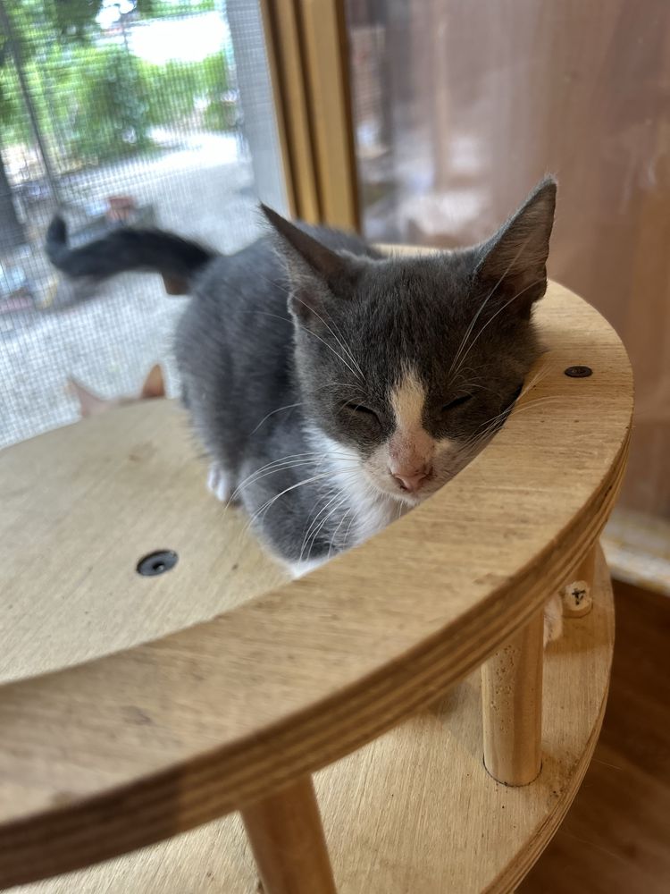 Осинови котенце