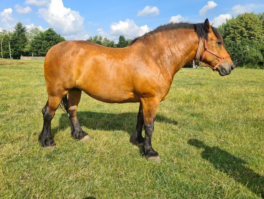 Iapă de vânzare Radauti