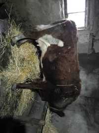 Молочная корова с теленком