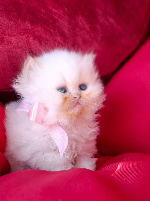 Персийски (хималайски)котенца!