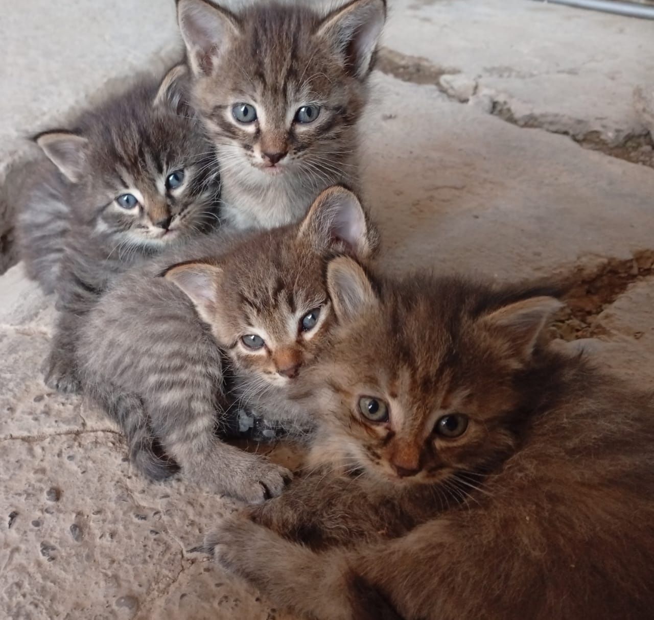 Котята бесплатно