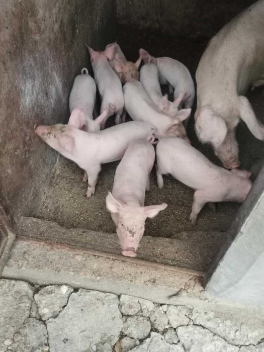Продавам прасета
