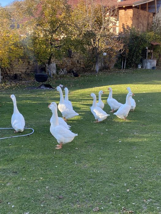 Vand gaste de anul acesta