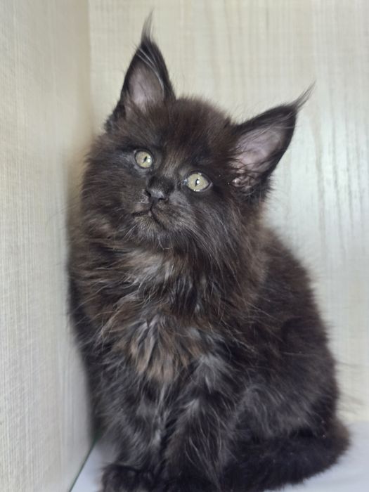 Продаю Мейн_кун девочка.