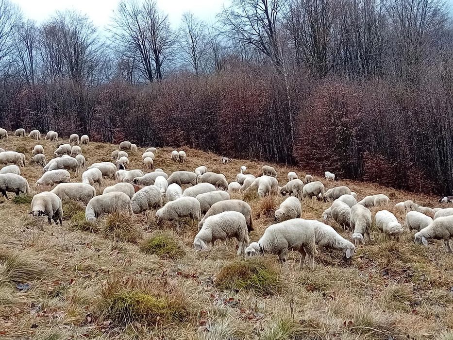 Vând oi de rasă – Bergamasca și Cap Negru German