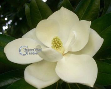 Magnolia Geandiflora MARYLAND sau vesnic verde