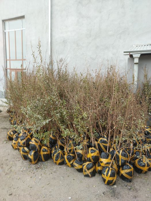 Сосна киримская сирен туя книжная элдар сасна оптом цена